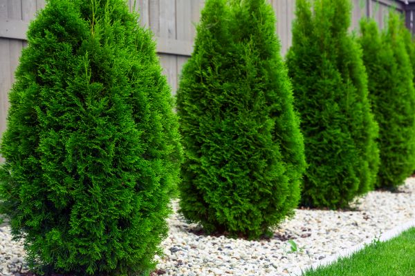 Arborvitae Planting in Ponte Vedra Beach