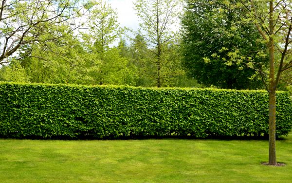 Hedge Planting in Ponte Vedra Beach
