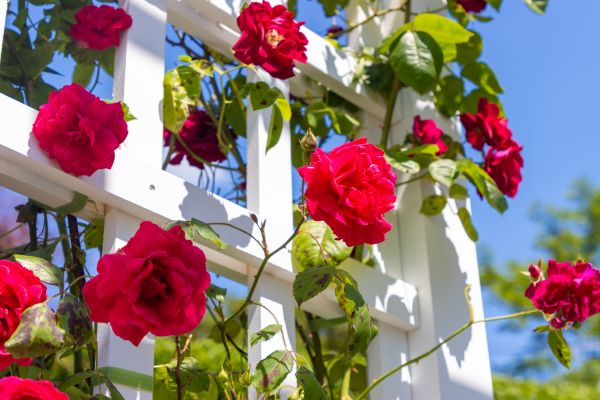 Home Gardening Service in Ponte Vedra Beach