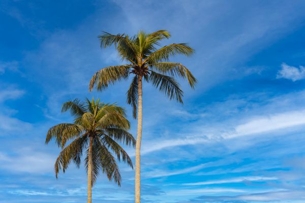Palm Tree Planting in Ponte Vedra Beach