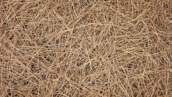 Pine Needles Delivery in Ponte Vedra Beach