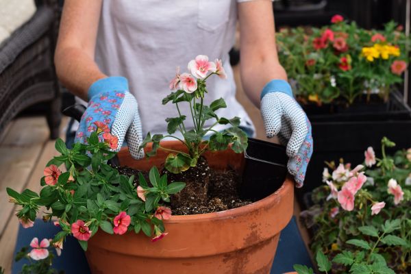 Plant Care Service in Ponte Vedra Beach