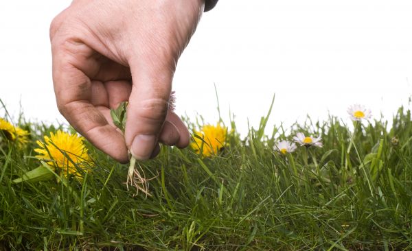 Lawn Weeding in Ponte Vedra Beach