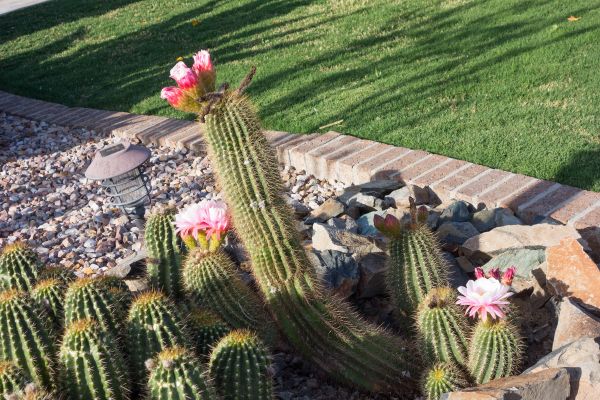 Desert Landscaping in Ponte Vedra Beach