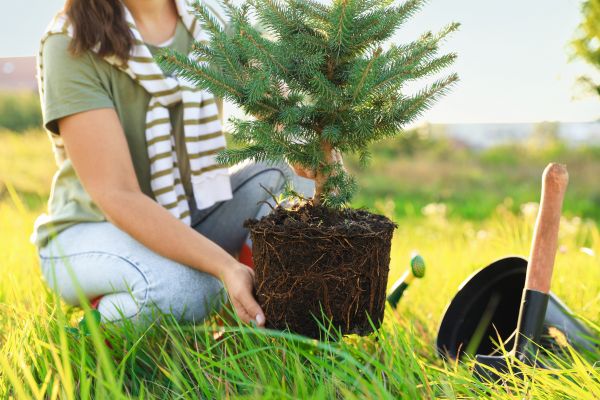 Spruce Tree Planting in Ponte Vedra Beach