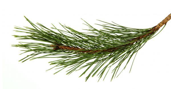 Pine Needles Installation in Ponte Vedra Beach