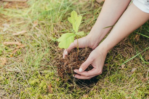 Oak Tree Planting in Ponte Vedra Beach