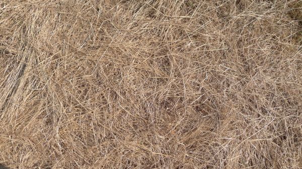 Pine Straw Replacement in Ponte Vedra Beach