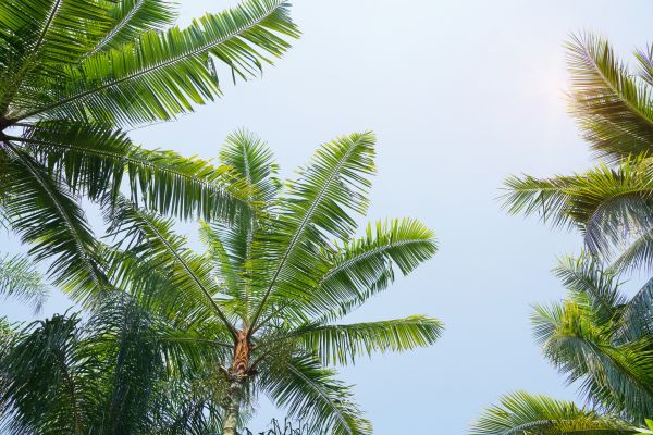 Palm Tree Installation