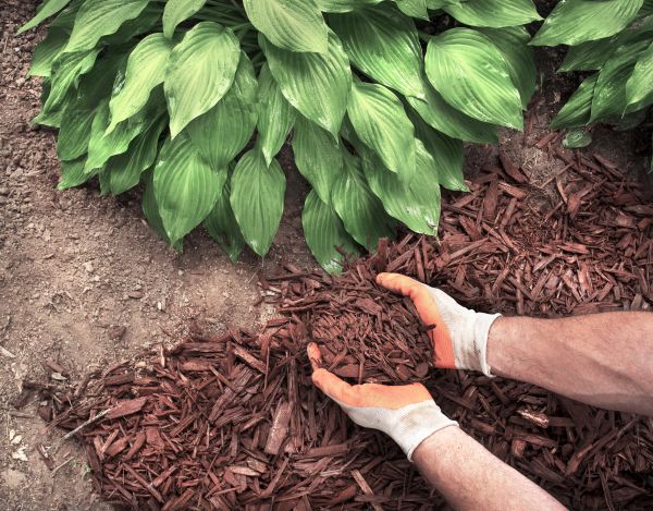 Bark Spreading in Ponte Vedra Beach