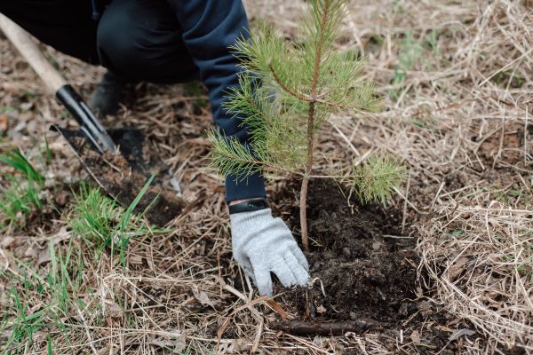 Pine Tree Planting in Ponte Vedra Beach
