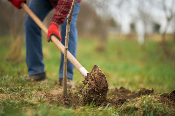 Trees Planting in Ponte Vedra Beach