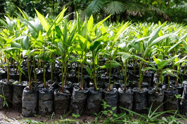 Palm Tree Transplantation