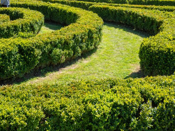 Bush Landscaping in Ponte Vedra Beach