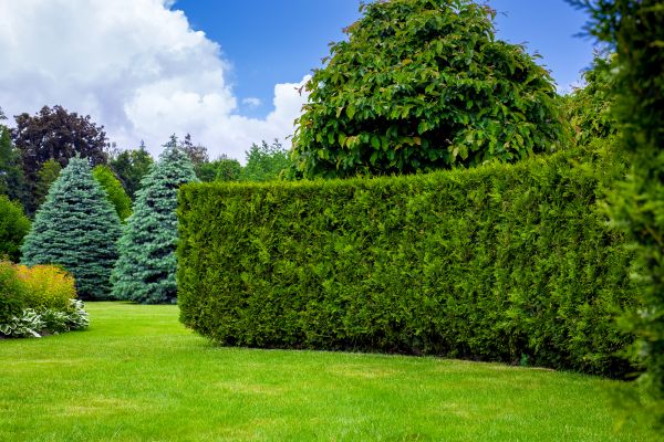 Hedge Landscaping in Ponte Vedra Beach