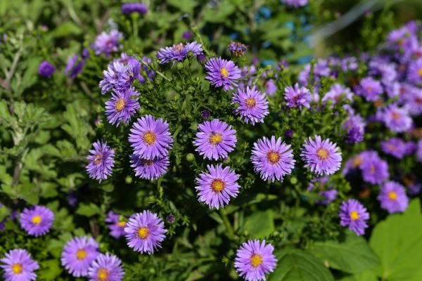 Perennial Flower Planting in Ponte Vedra Beach