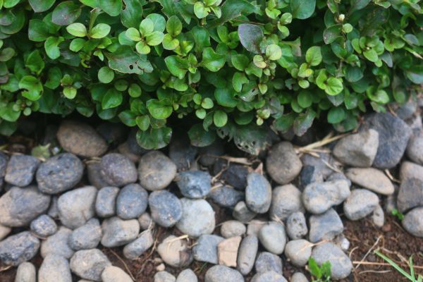 River Stone Installation in Ponte Vedra Beach