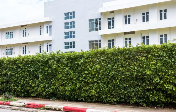 Privacy Landscaping in Ponte Vedra Beach