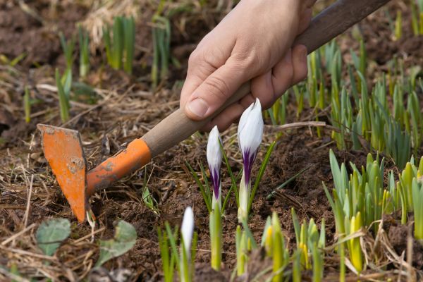 Flower Garden Weeding in Ponte Vedra Beach