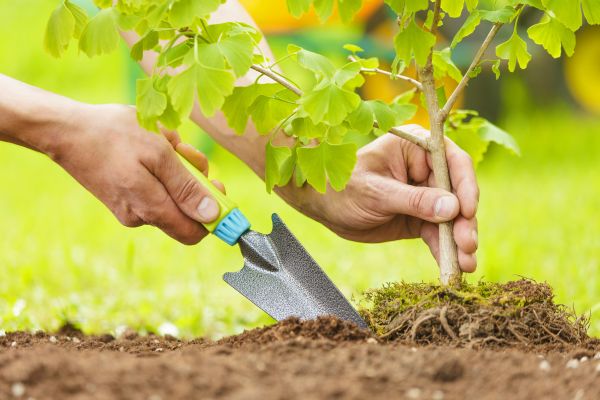 Fruit Tree Planting in Ponte Vedra Beach