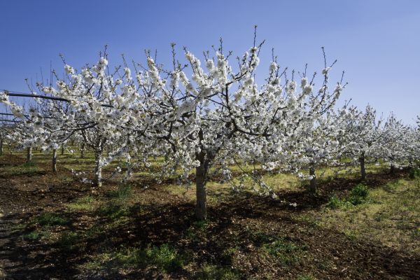 Orchard Planting in Ponte Vedra Beach