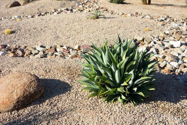 Xeriscaping Service in Ponte Vedra Beach