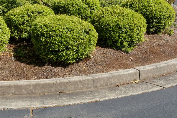 Pine Mulch Installation in Ponte Vedra Beach