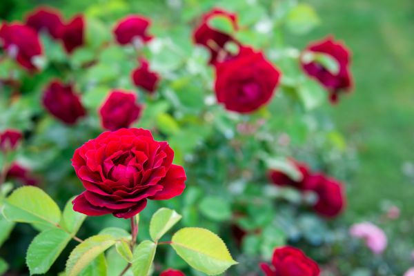 Rose Planting in Ponte Vedra Beach