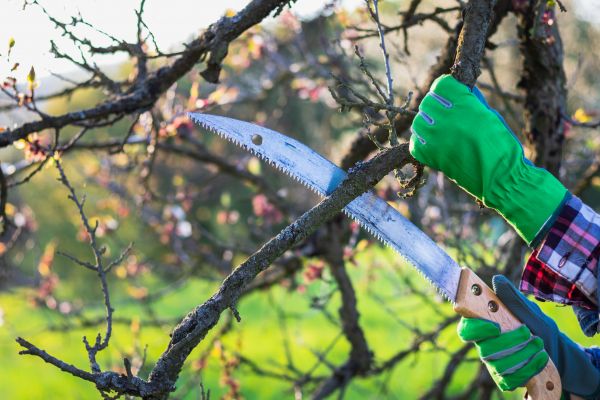 Fruit Tree Gardening