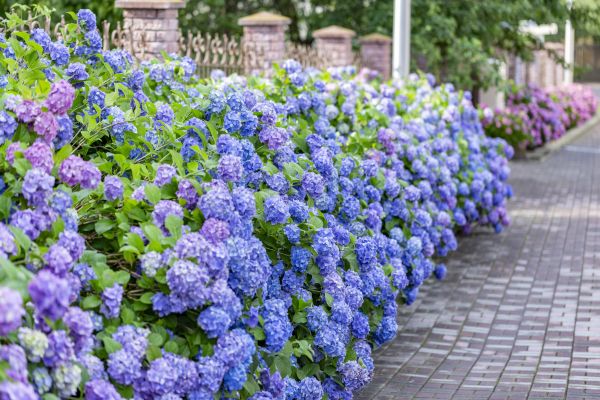 Hydrangea Landscaping in Ponte Vedra Beach