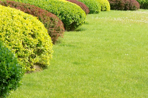 Shrubbery Planting in Ponte Vedra Beach