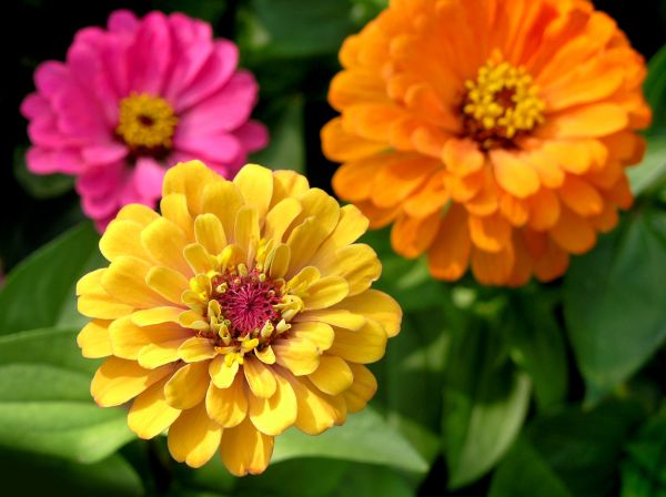 Zinnia Planting in Ponte Vedra Beach