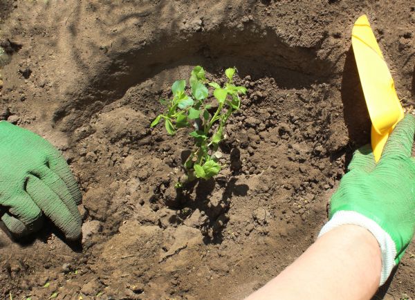 Rose Bush Planting in Ponte Vedra Beach