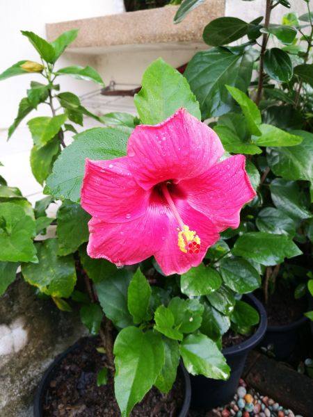 Hibiscus Planting in Ponte Vedra Beach