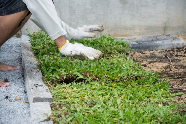 Ground Cover Planting in Ponte Vedra Beach