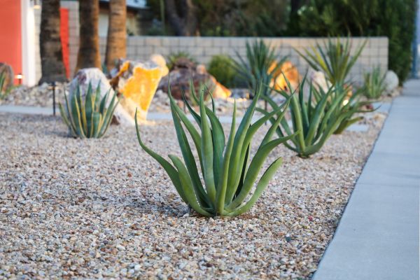Drought Resistant Landscaping in Ponte Vedra Beach