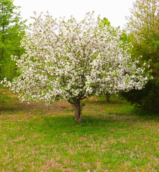 Dogwood Tree Removal