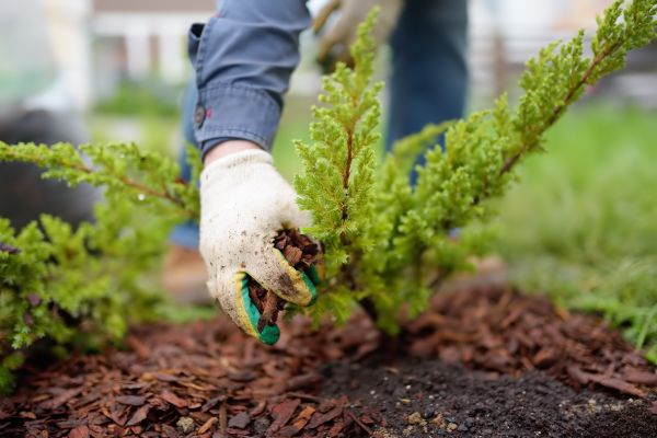 Church Mulching in Ponte Vedra Beach