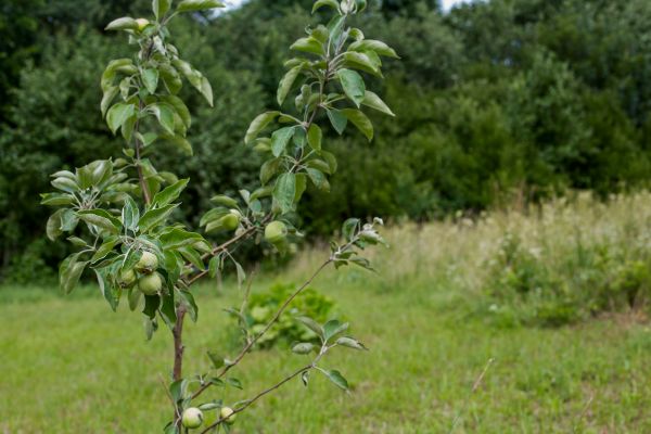 Apple Tree Planting in Ponte Vedra Beach