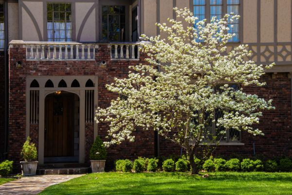 Dogwood Tree Planting in Ponte Vedra Beach