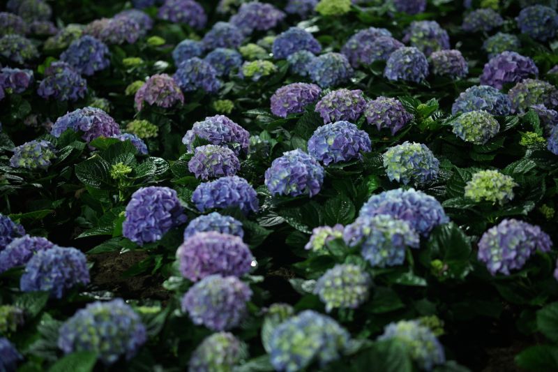 Hydrangea Landscaping