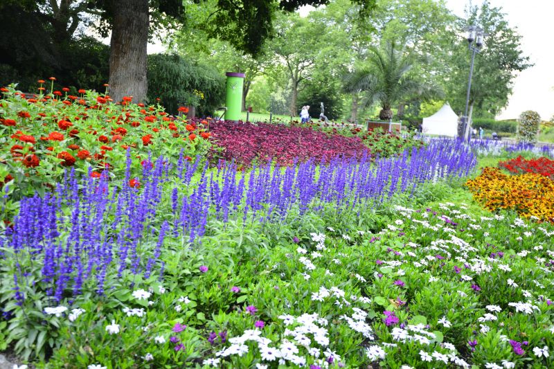 Perennial Flower Planting